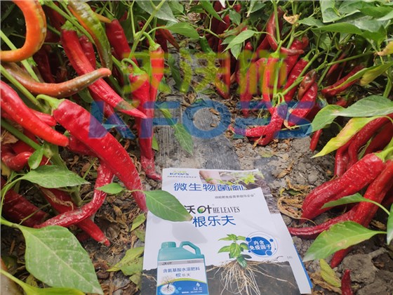 辣椒用什么肥料才能高产-沃叶水溶肥系列.png