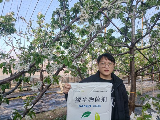 大樱桃春季施肥方法-采法特菌剂樱桃1.png
