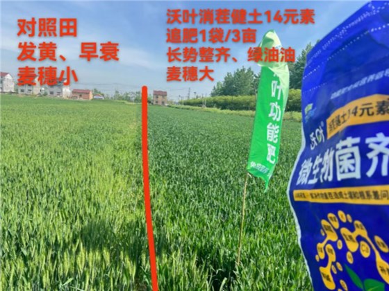 微生物菌剂-小麦用沃叶消茬健土14元素和未用的效果对比.png