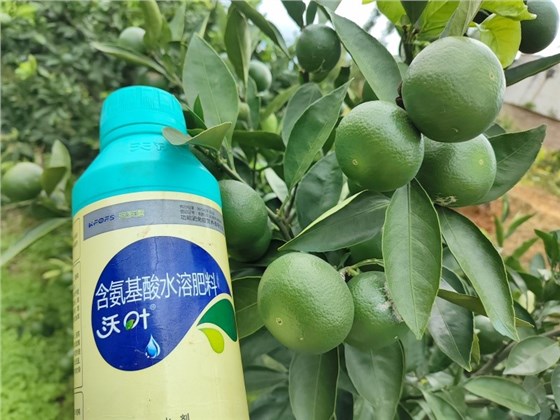 氨基酸肥料的功效与作用-柑橘用沃叶水溶肥效果.jpg