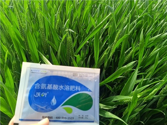 氨基酸水溶肥使用禁忌-小麦效果.jpg