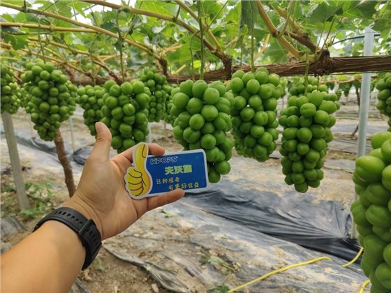 【已用】时间：2024年6月26日，地址：江苏盐城，经销商：高总，种植户：杜总，作物阳光玫瑰使用产品：沃叶颗粒肥，使用效果 ：阳光玫瑰长势好，叶片浓绿肥厚，串型漂亮，果粒紧凑，个头均匀 (3).jpg
