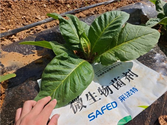 微生物菌肥的作用-采法特菌剂烤烟效果.jpg 微生物菌肥的作用-采法特菌剂烤烟效果.jpg