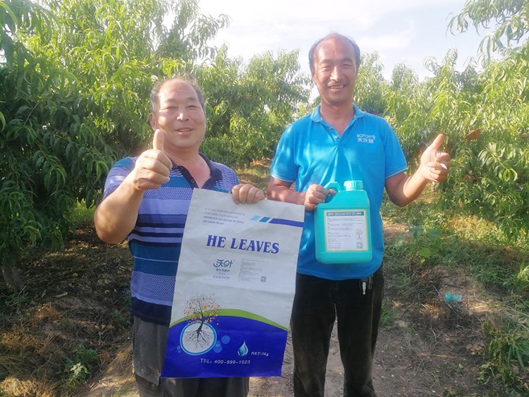 桃树根腐不可怕，怕的是不用水溶肥治疗！