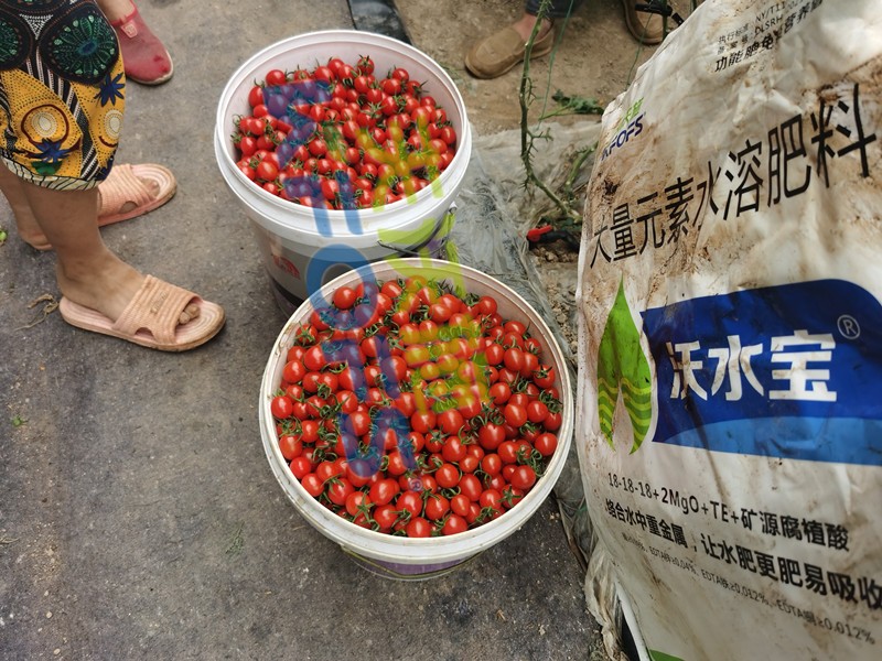 大量元素水溶肥-小番茄用沃水宝大量元素.jpg