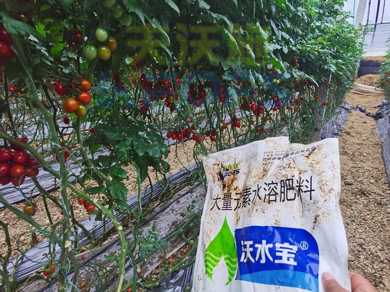 大量元素水溶肥-小番茄用沃水宝大量元素.jpg