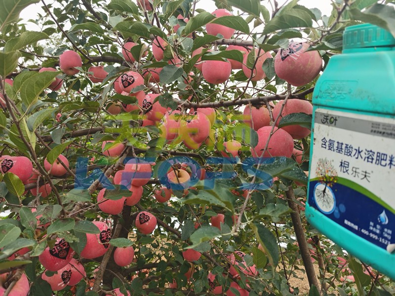 水溶肥-苹果用沃叶生根水溶肥效果1.jpg