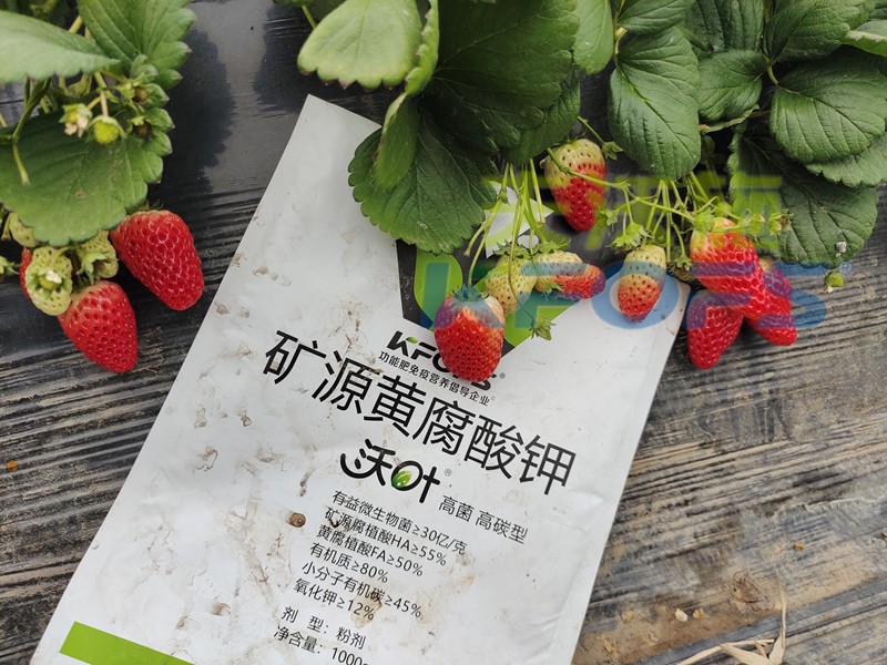 黄腐酸钾-草莓用沃叶矿源黄腐酸钾jpg