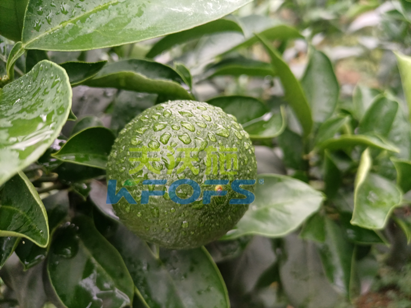 氨基酸叶面肥-柑橘用沃叶氨基酸叶面肥.png