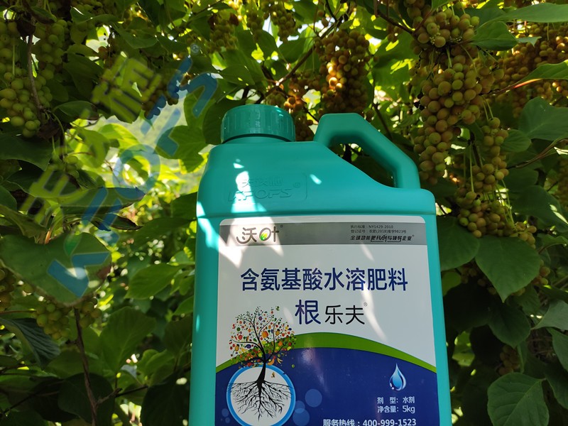 颗粒水溶肥-土豆用沃叶颗粒水溶肥效果.jpg