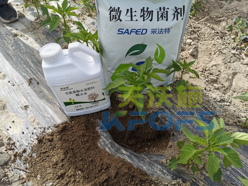 微生物菌剂提高辣椒移栽成活率效果好