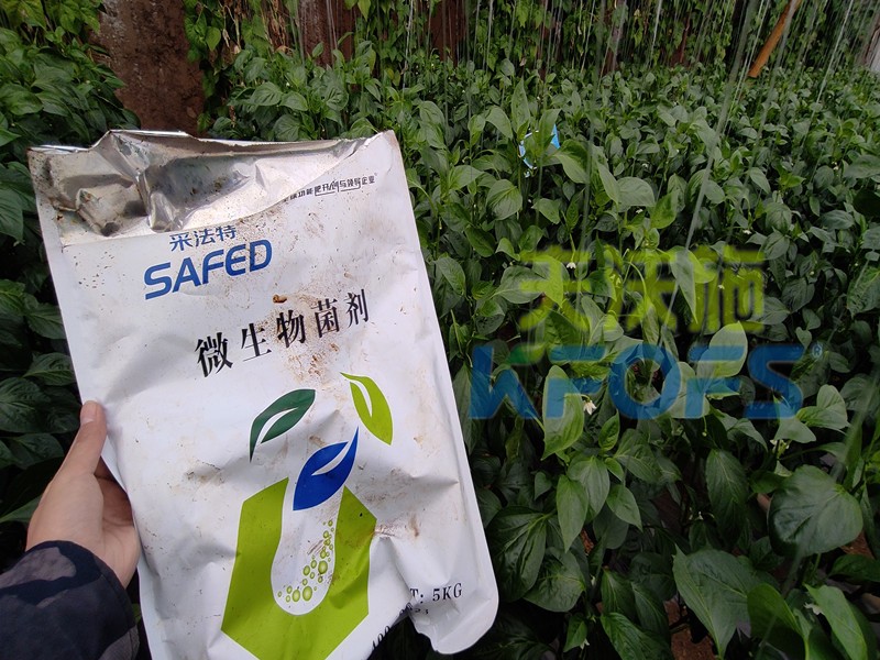 微生物菌剂-辣椒用采法特微生物菌剂效果.jpg