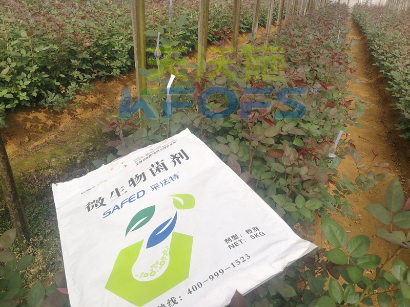 玫瑰水溶肥哪家好？问问基地老板就知道