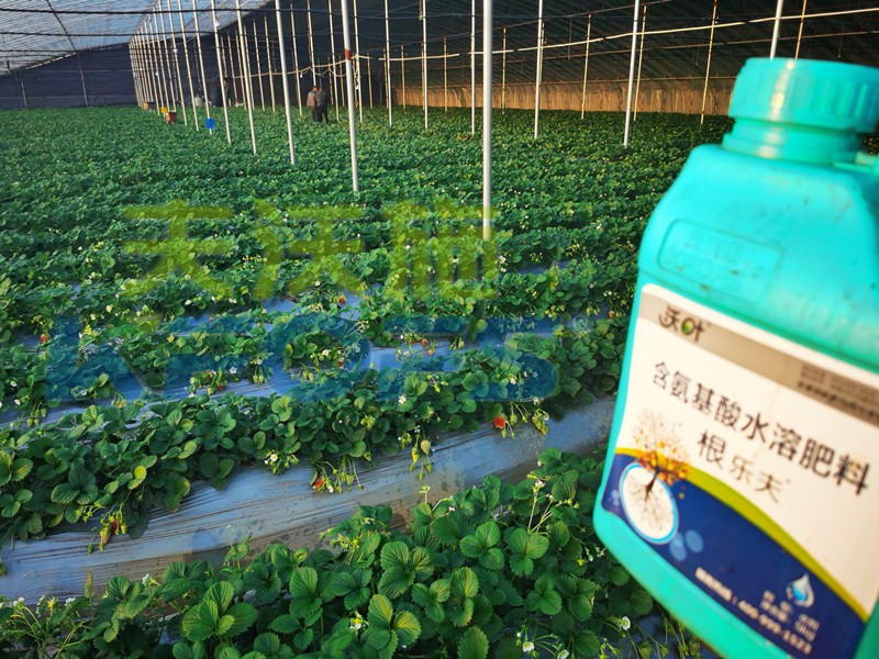 水溶肥怎样施用能解决草莓肥害？
