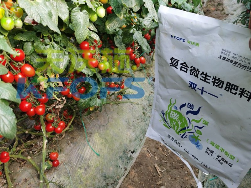 复合微生物肥料-番茄用双十一复合微生物肥料效果.jpg