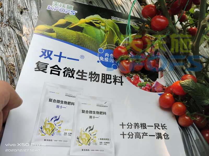 复合微生物肥料-番茄用双十一复合微生物肥料效果.jpg