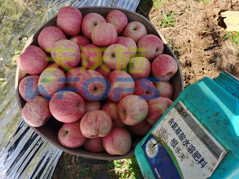 水溶肥-苹果用沃叶水溶肥效果.jpg