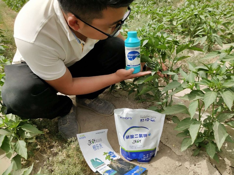 磷酸二氢钾-辣椒用沃叶磷酸二氢钾效果1.jpg