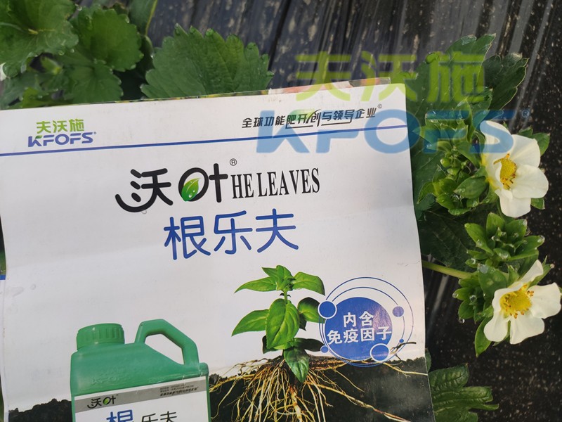 水溶肥-草莓用沃叶水溶肥效果.jpg