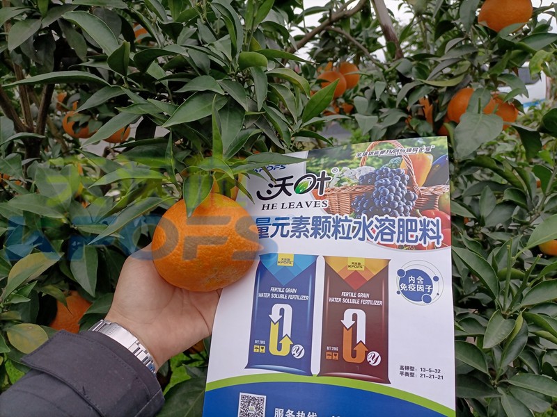 水溶肥-柑橘用沃叶水溶肥效果.jpg
