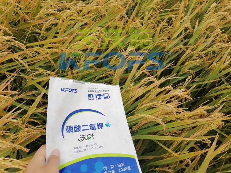 磷酸二氢钾-水稻用沃叶磷酸二氢钾效果.jpg