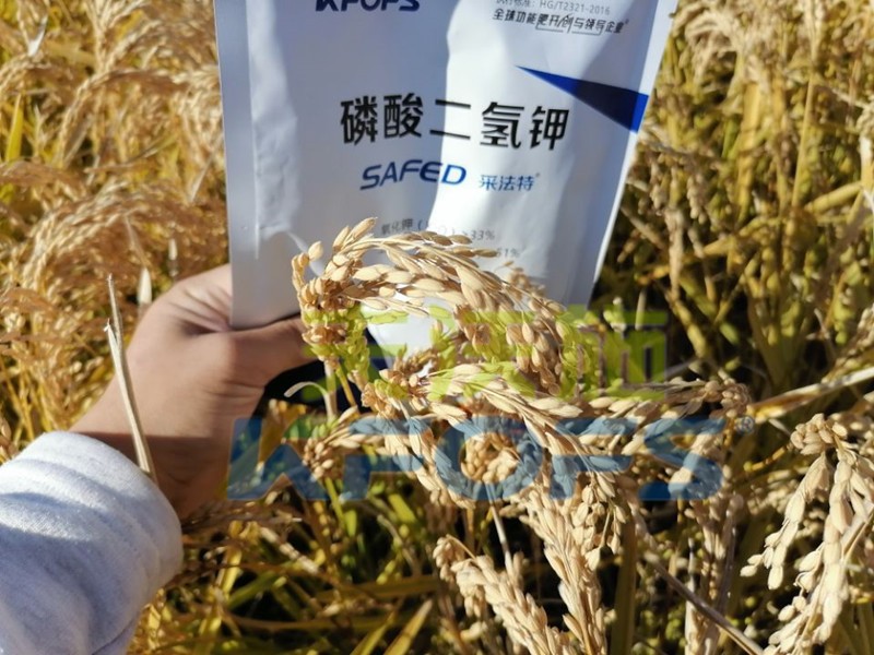 磷酸二氢钾-水稻用采法特磷酸二氢钾效果.jpg