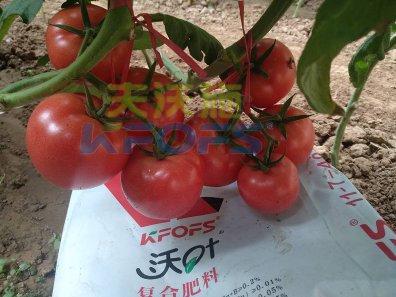 微生物菌剂-西红柿用沃叶水溶肥.png