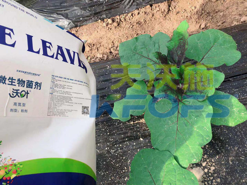 生根剂主要有哪些类型