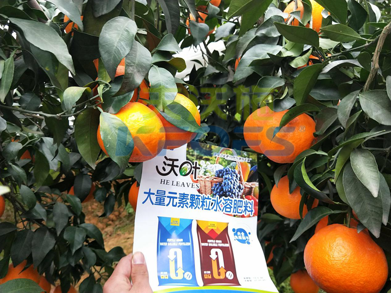 水溶肥-四川柑橘使用沃叶颗粒肥效果.png