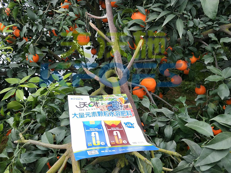 水溶肥-四川柑橘使用沃叶颗粒肥效果1.png