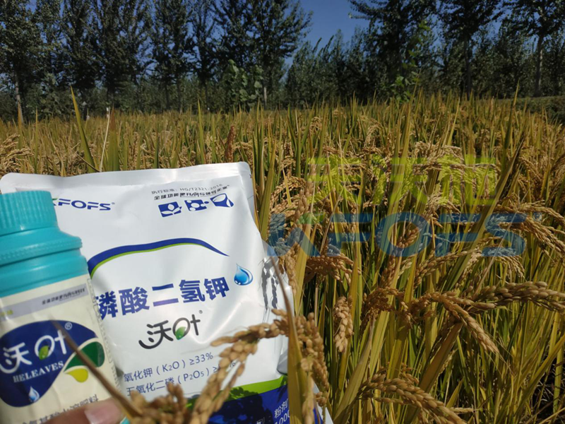 叶面肥-水稻用沃叶叶面肥、二氢钾效果.png