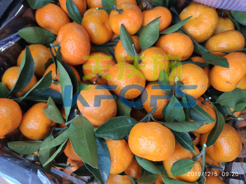 磷酸二氢钾-柑橘用采法特磷酸二氢钾2.png