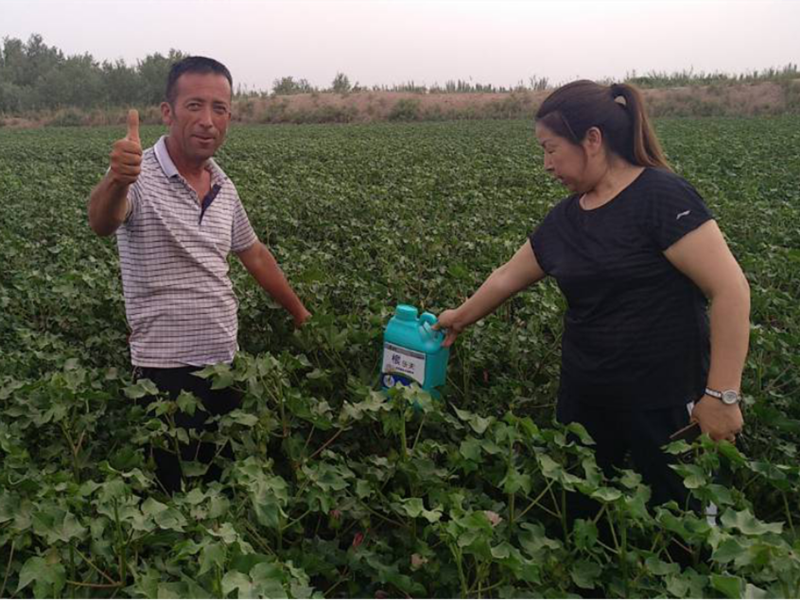 高效生根剂怎么使用？