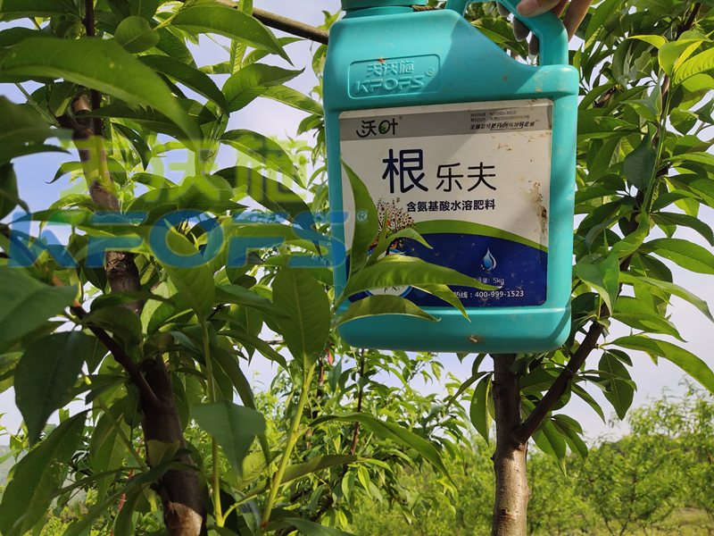 生根剂-桃树用沃叶生根剂效果.png