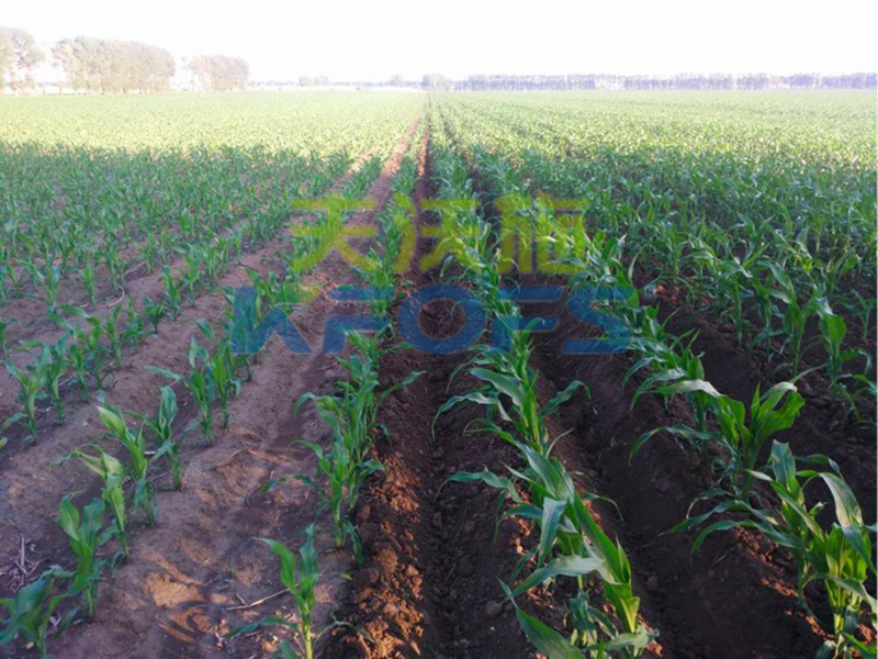 叶面肥在玉米这个时期喷施，增产效果显著！
