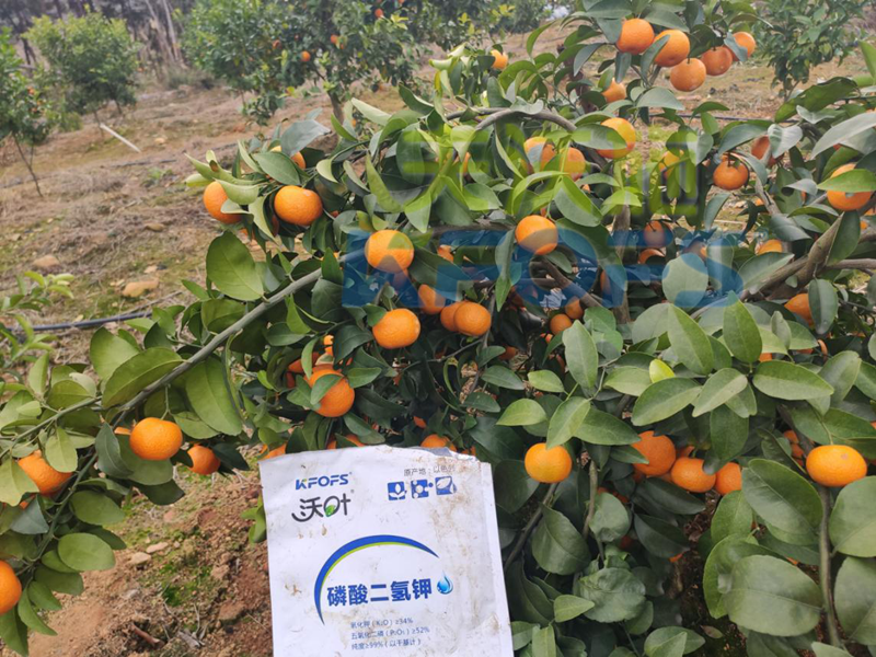 水溶肥厂家为什么受追捧