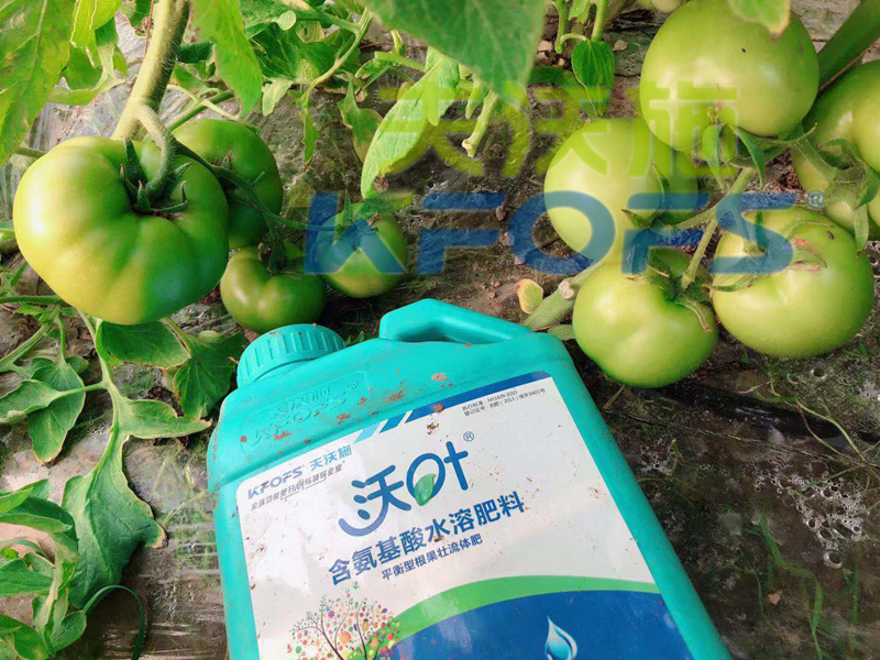 水溶肥-番茄使用沃叶水溶肥效果.png