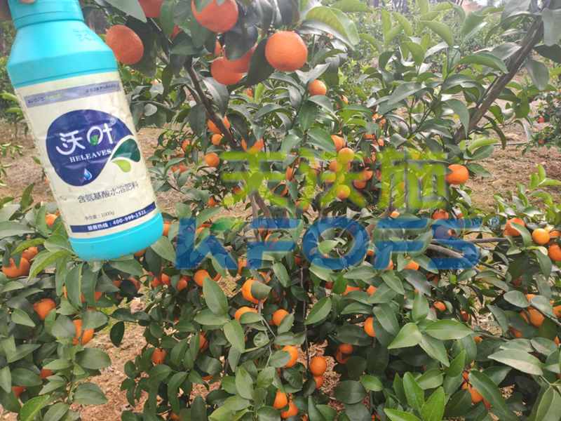 水溶肥-砂糖橘使用沃叶水溶肥效果1.png