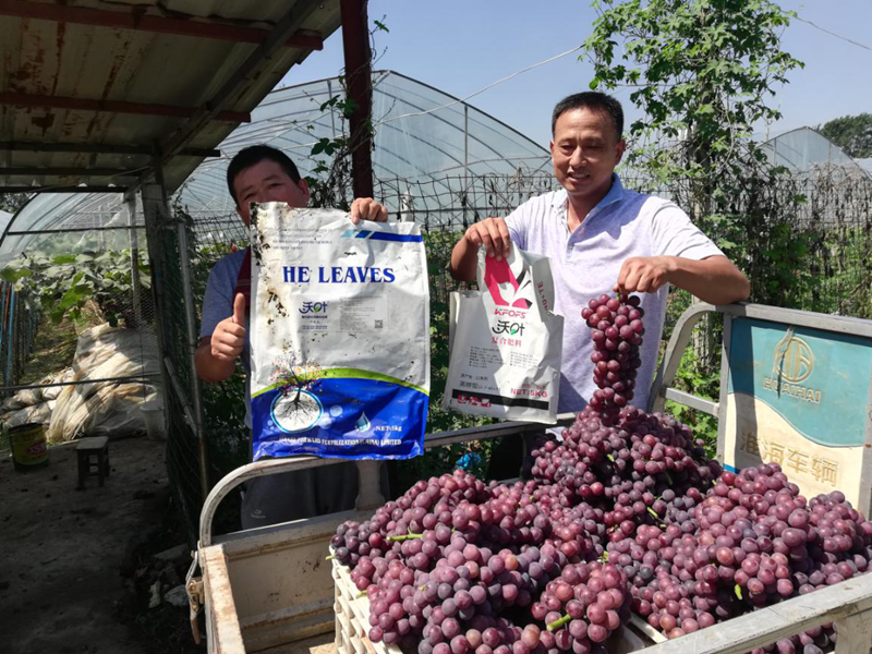 水溶肥-葡萄用沃叶菌剂大量元素水溶肥效果.png