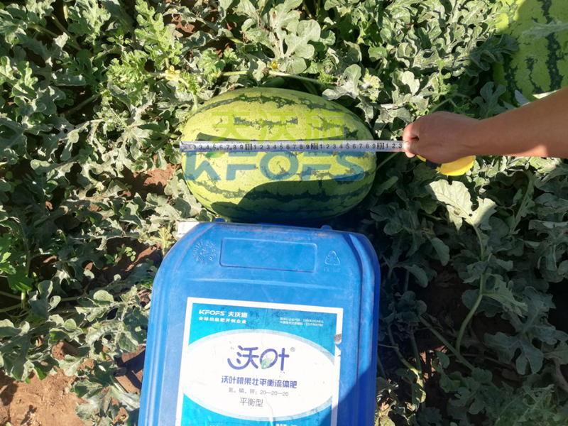 冲施肥对西瓜生长有什么好处？