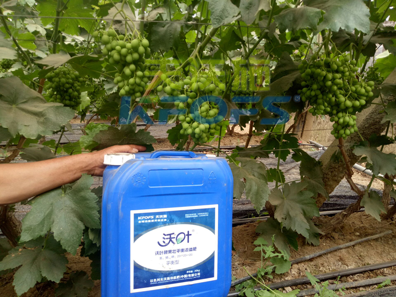 冲施肥在葡萄施用有哪些作用？