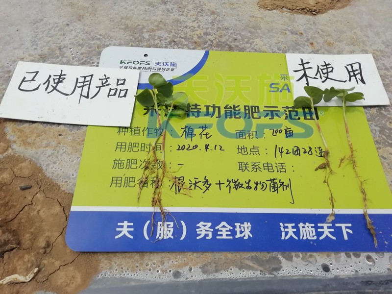 水溶肥-棉花用采法特菌剂+根沃多效果.jpg