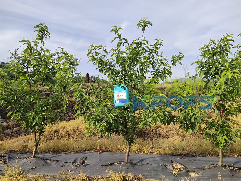 生根剂-桃树用沃叶根乐夫生根剂效果1.png