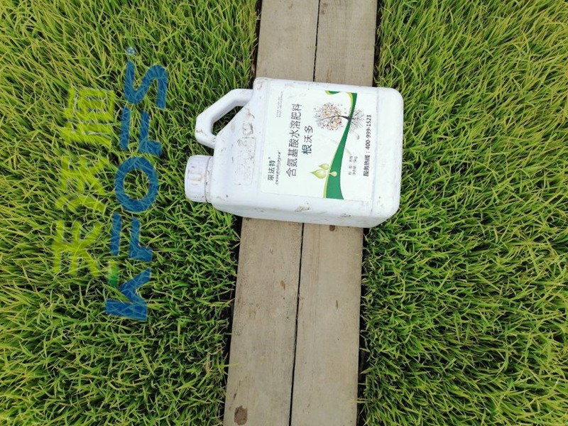 氨基酸水溶肥-水稻苗床用采法特根沃多效果1.jpg