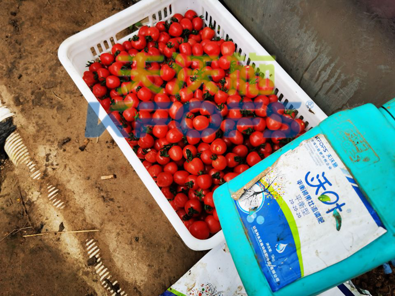 水溶肥-番茄用沃叶水溶肥效果.png