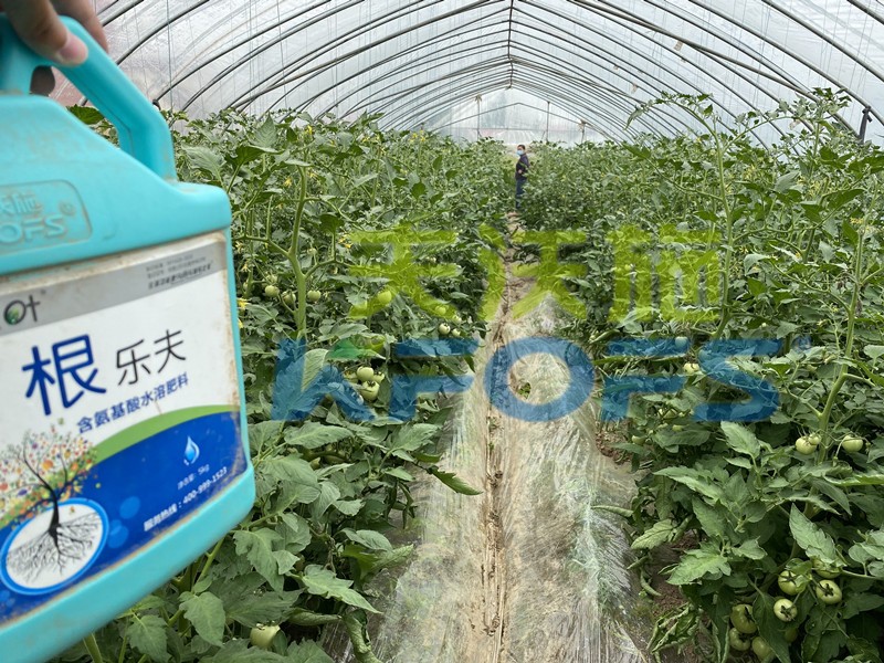 生根剂-西红柿用沃叶根乐夫生根剂效果.jpg