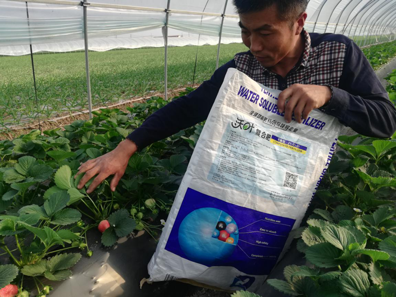 草莓用什么肥料好？沃叶水溶肥怎么样？
