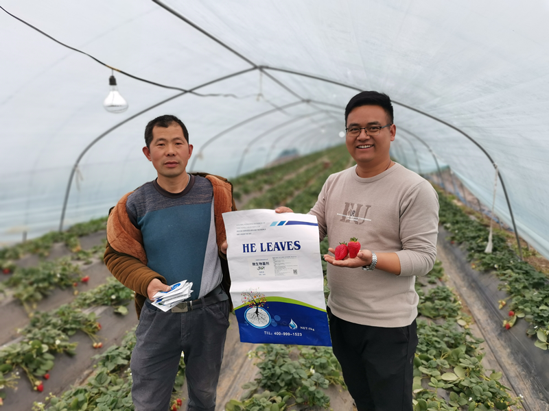 草莓用什么水溶肥好-沃叶微生物菌剂.png