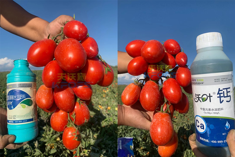 西红柿水溶肥怎么用？哪家的好？