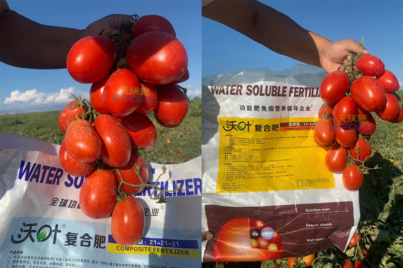西红柿水溶肥怎么用-沃叶水溶肥.png